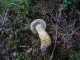 Suillus bresadolae image