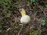 Suillus bresadolae image