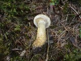 Suillus bresadolae image