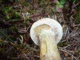 Suillus bresadolae image