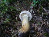 Suillus bresadolae image