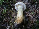 Suillus bresadolae image