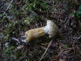 Suillus bresadolae image