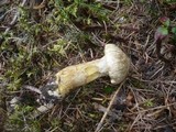Suillus bresadolae image
