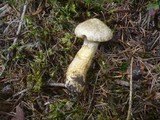 Suillus bresadolae image