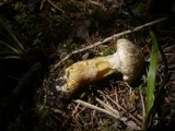 Suillus bresadolae image