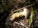 Suillus bresadolae image