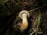 Suillus bresadolae image