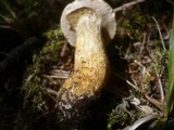 Suillus bresadolae image
