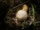 Suillus bresadolae image