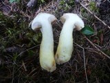 Suillus bresadolae image