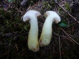 Suillus bresadolae image