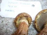 Suillus bresadolae image