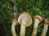 Suillus nueschii image