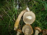 Suillus nueschii image