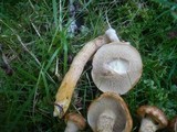 Suillus nueschii image