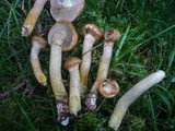 Suillus nueschii image