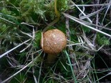 Suillus nueschii image