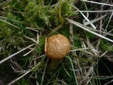 Suillus nueschii image