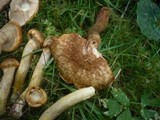 Suillus nueschii image
