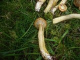 Suillus nueschii image