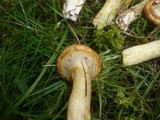 Suillus nueschii image