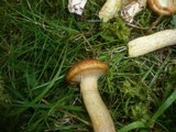 Suillus nueschii image