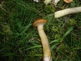 Suillus nueschii image