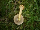 Suillus nueschii image