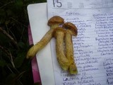 Suillus nueschii image