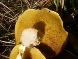 Suillus collinitus image