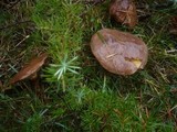 Suillus luteus image
