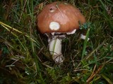 Suillus luteus image