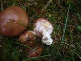 Suillus luteus image