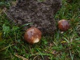 Suillus luteus image