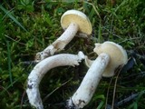 Suillus placidus image