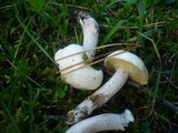 Suillus placidus image