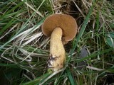 Suillus plorans image