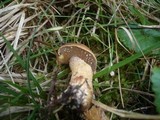 Suillus plorans image