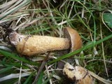 Suillus plorans image