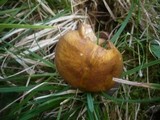 Suillus plorans image