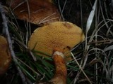 Suillus tridentinus image