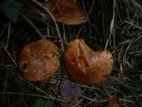 Suillus tridentinus image