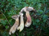 Suillus viscidus image