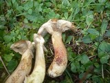 Suillus viscidus image