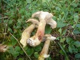 Suillus viscidus image