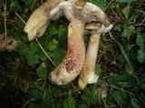 Suillus viscidus image