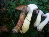 Suillus viscidus image