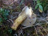 Suillus viscidus image