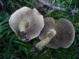 Suillus viscidus image